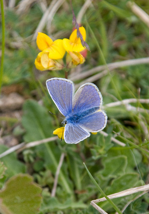 Common Blue 3 DM0079